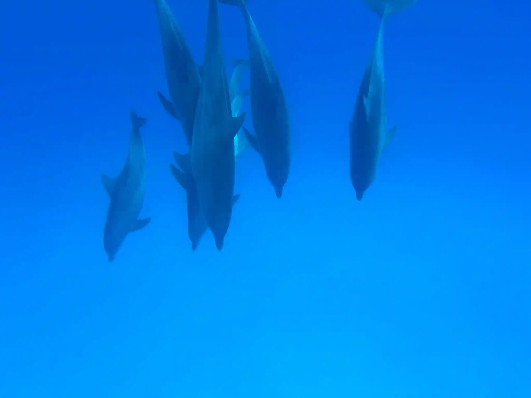 Mnemba
