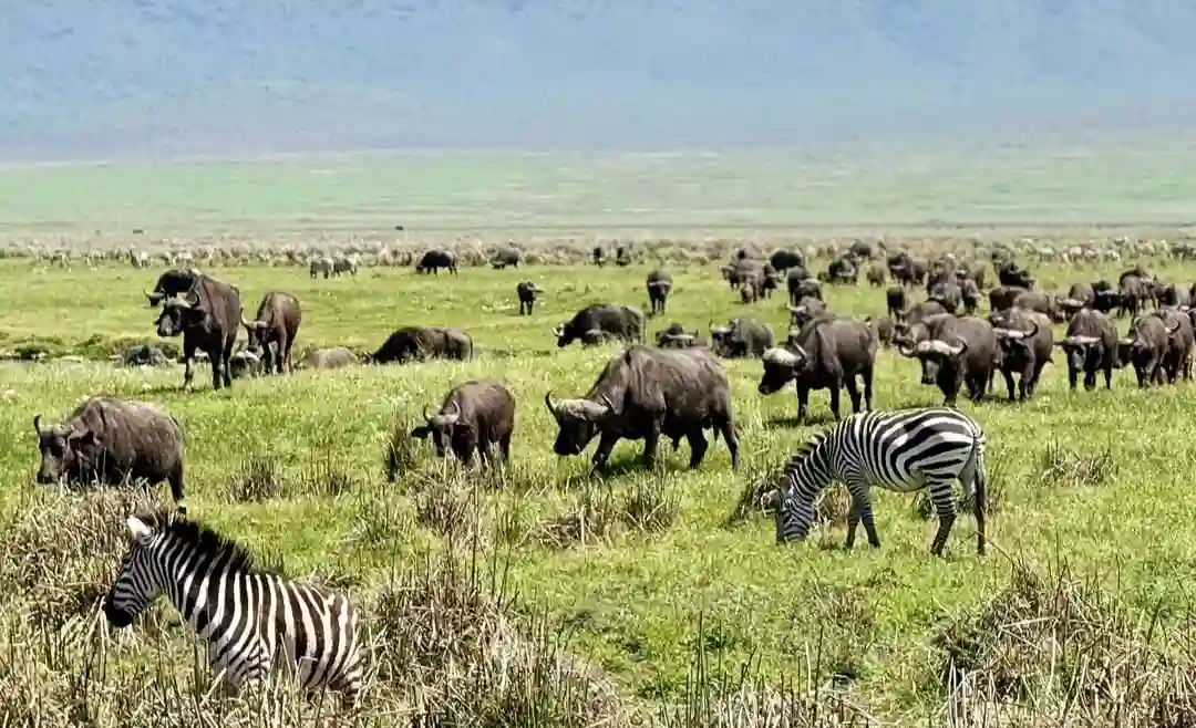 Ngoro