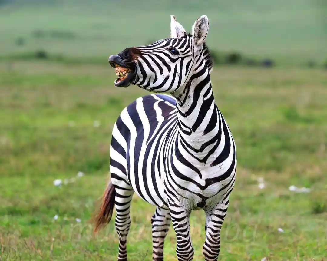 Mikumi National park - Tanzania safari
