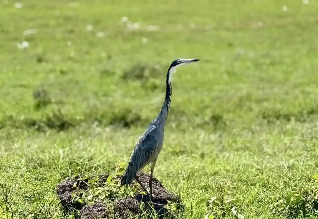 Ngoro