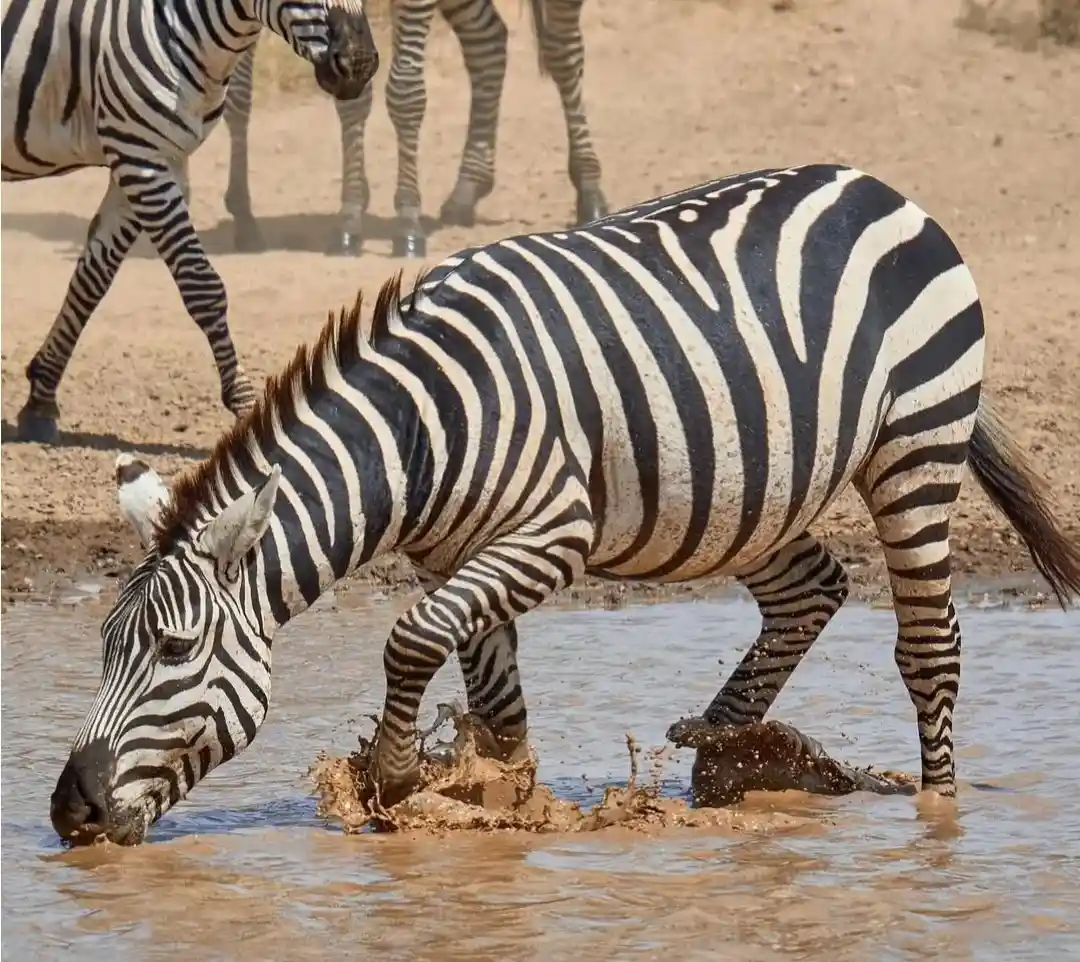 Serengeti