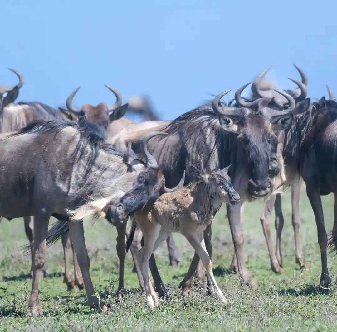 Serengeti