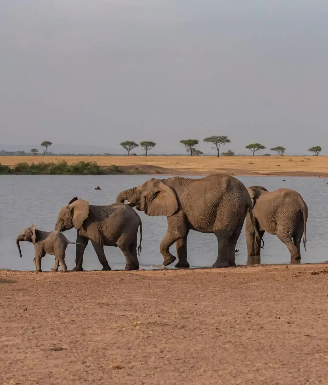 Serengeti
