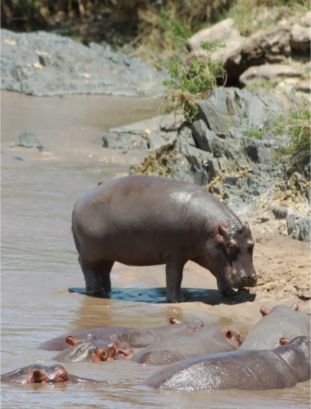 Serengeti