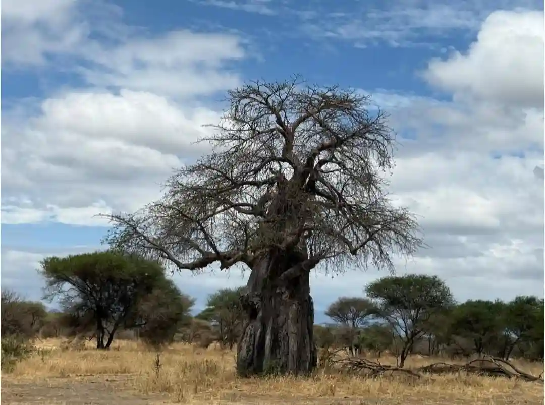 Tarangire