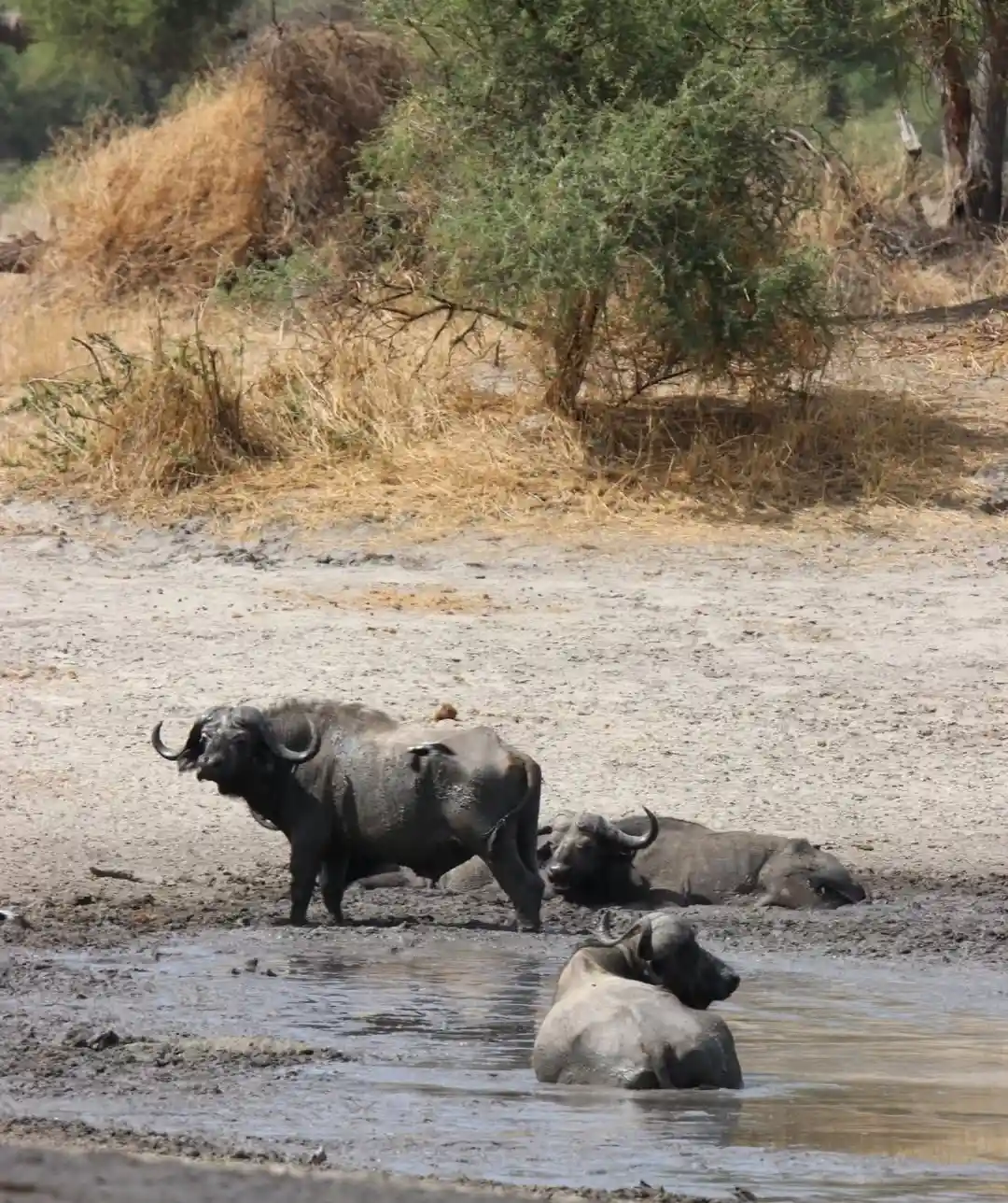 Tarangire