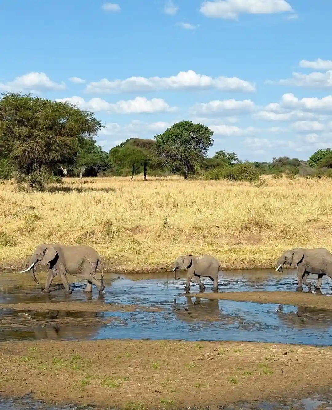 Tarangire