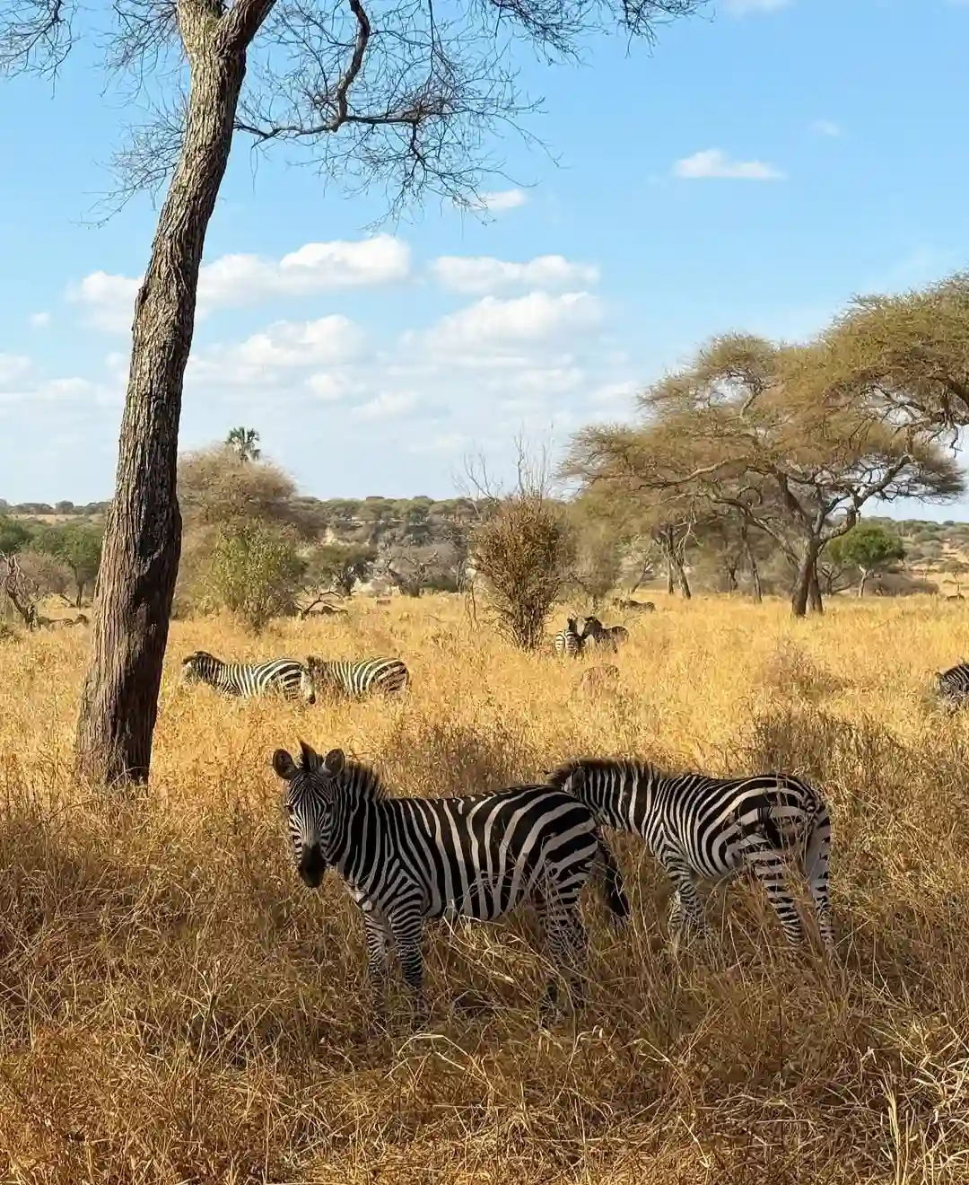 Tarangire