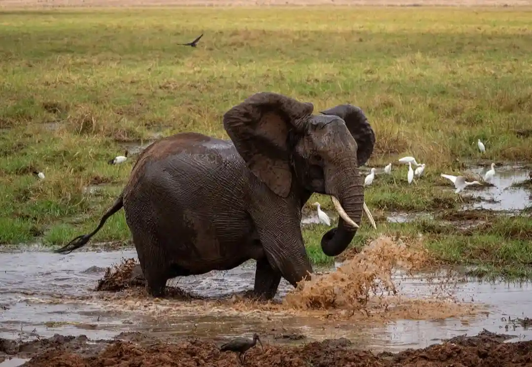 Tarangire