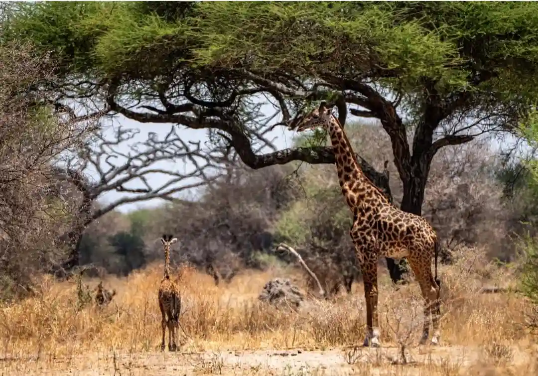 Tarangire