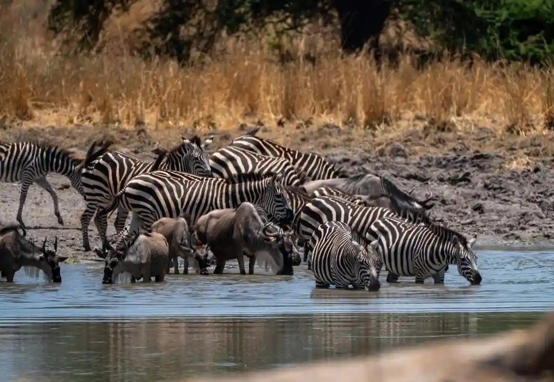 Tarangire